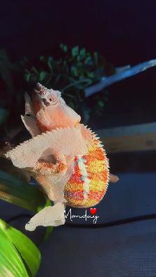 Male Panther Chameleon Ambilobe - Photo 3