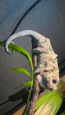Male Panther Chameleon Ambilobe - Photo 4