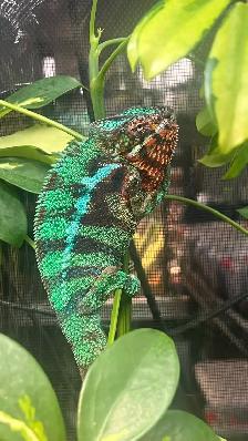 Male Panther Chameleon Ambilobe - Photo 5