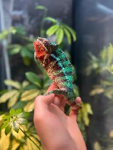 Male Panther Chameleon Ambilobe - Photo 6