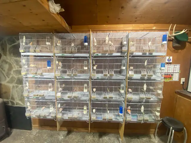 canaries for sale