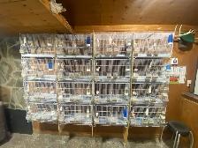 canaries for sale
