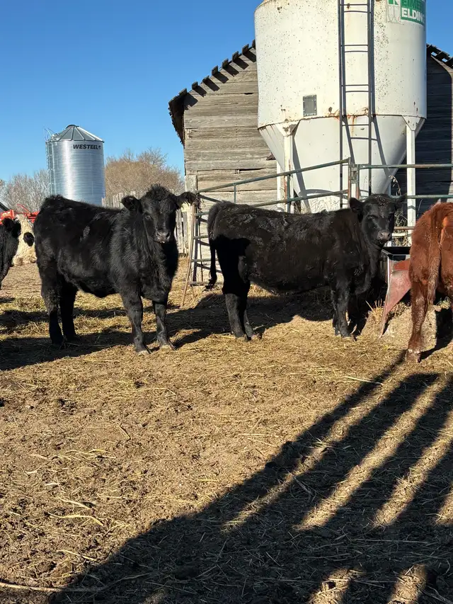 Replacement Heifers
