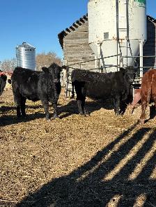 Replacement Heifers