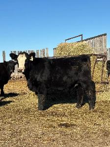 Replacement Heifers - Photo 2