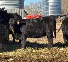 Replacement Heifers - Photo 3