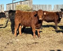 Replacement Heifers - Photo 4