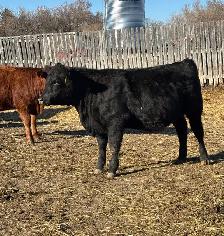 Replacement Heifers - Photo 5