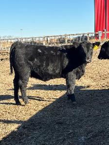 Replacement Heifers - Photo 6