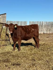 Replacement Heifers - Photo 7