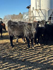 Replacement Heifers - Photo 8