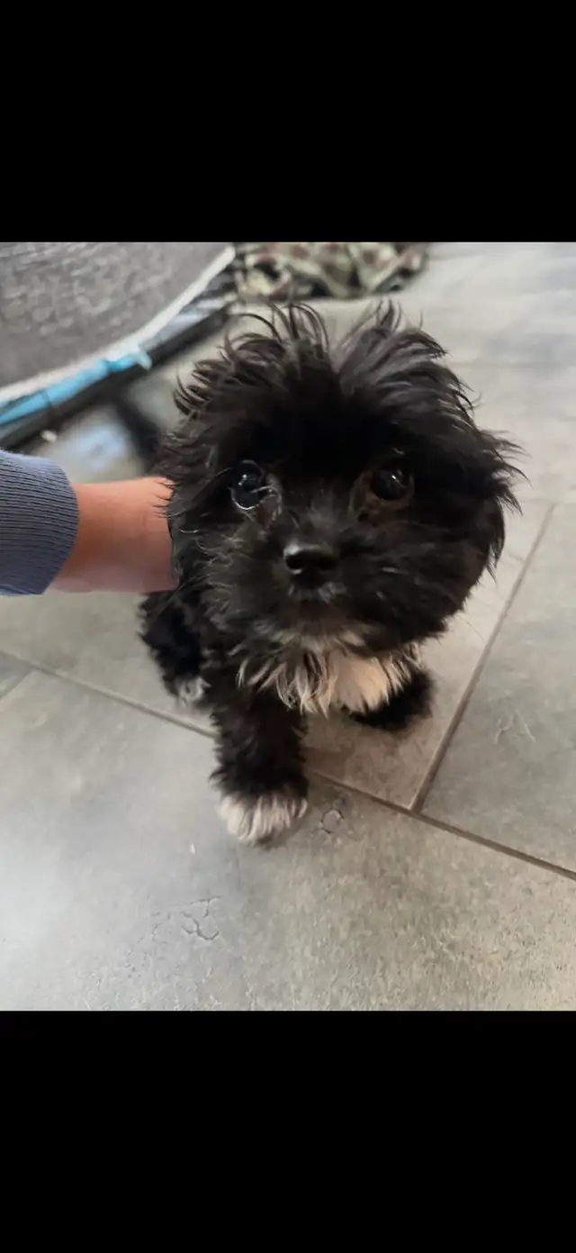 chiot Mâle