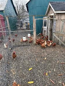 Laying hens