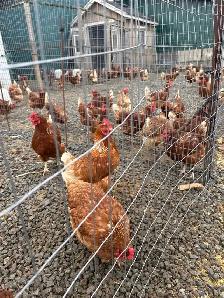 Laying hens - Photo 2