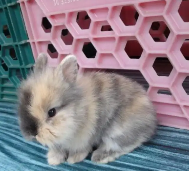 Bébés lapins à donner!