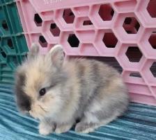Bébés lapins à donner!