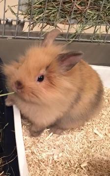 Bébés lapins à donner! - Photo 2