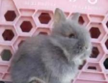 Bébés lapins à donner! - Photo 3