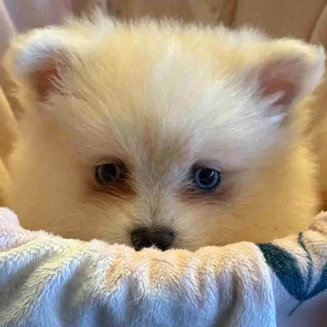 Mini pomsky puppies