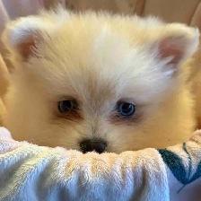 Mini pomsky puppies