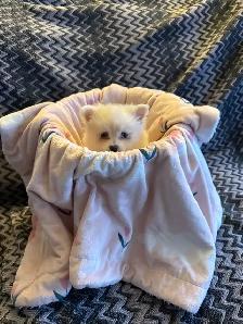 Mini pomsky puppies - Photo 2