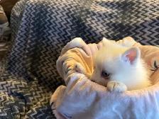 Mini pomsky puppies - Photo 3