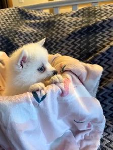 Mini pomsky puppies - Photo 4