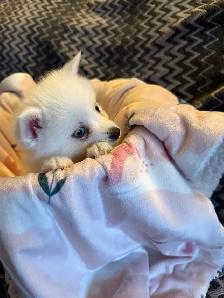 Mini pomsky puppies - Photo 5