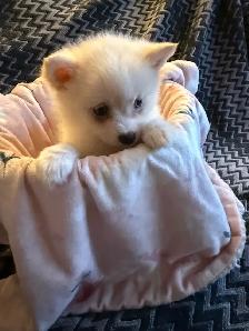 Mini pomsky puppies - Photo 6
