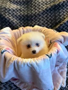 Mini pomsky puppies - Photo 7