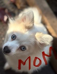Mini pomsky puppies - Photo 8