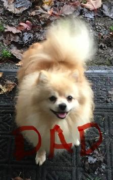 Mini pomsky puppies - Photo 9