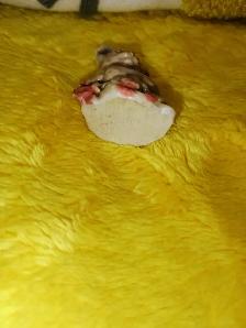 Vintage Wade England Whimsies (Red Rose Tea) figurine - Photo 3