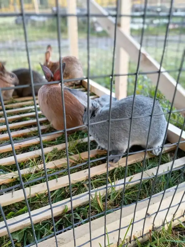 Rabbits for sale