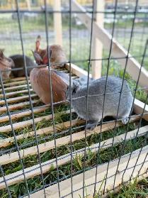 Rabbits for sale