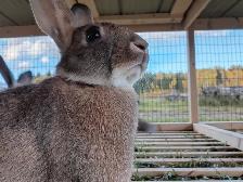 Rabbits for sale - Photo 2