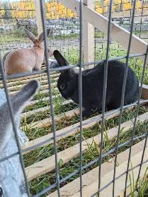 Rabbits for sale - Photo 3