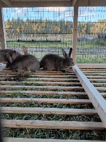 Rabbits for sale - Photo 4