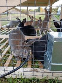 Rabbits for sale - Photo 5