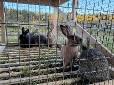 Rabbits for sale - Photo 6