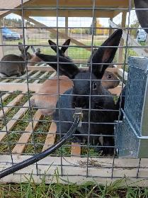 Rabbits for sale - Photo 7