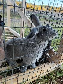 Rabbits for sale - Photo 8