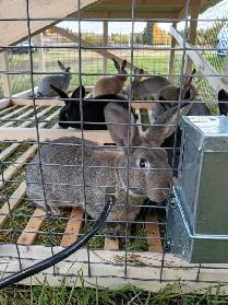 Rabbits for sale - Photo 9