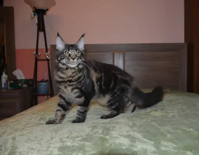 MAINE COONKITTENS, PUREBRED