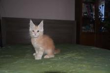 MAINE COONKITTENS, PUREBRED - Photo 3