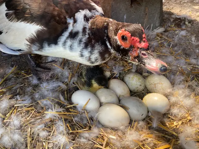 muscovy and Peking ducks