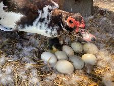 muscovy and Peking ducks