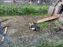 muscovy and Peking ducks - Photo 2