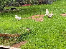 muscovy and Peking ducks - Photo 3