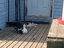 muscovy and Peking ducks - Photo 4